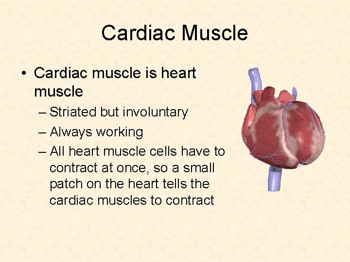 Cardiac Muscle • Cardiac muscle is heart muscle – Striated but involuntary – Always