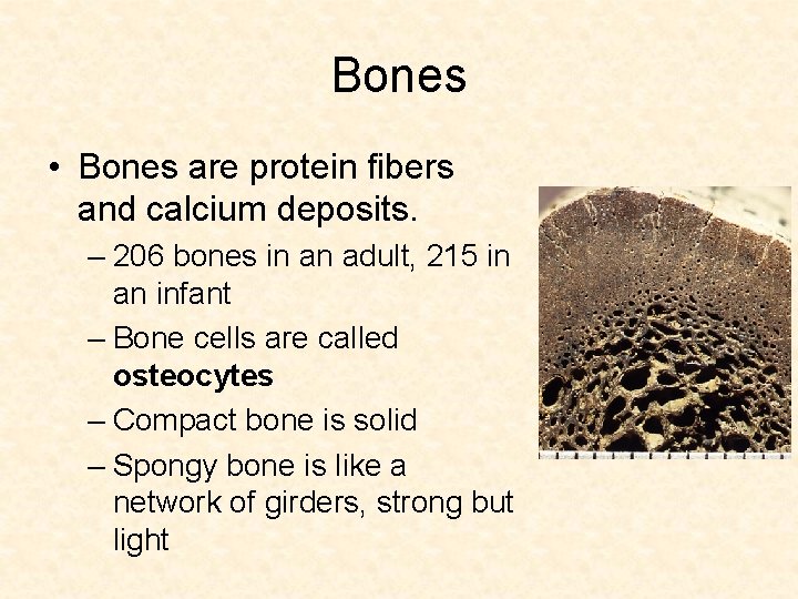 Bones • Bones are protein fibers and calcium deposits. – 206 bones in an