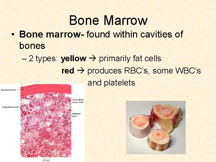 Bone Marrow • Bone marrow- found within cavities of bones – 2 types: yellow