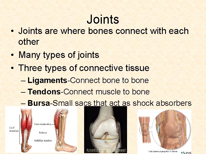 Joints • Joints are where bones connect with each other • Many types of