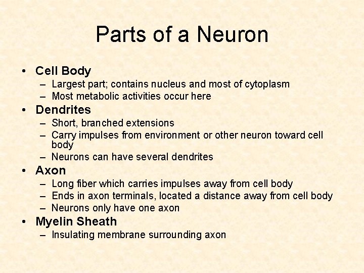 Parts of a Neuron • Cell Body – Largest part; contains nucleus and most