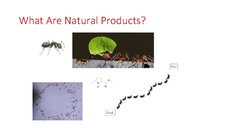 What Are Natural Products? 