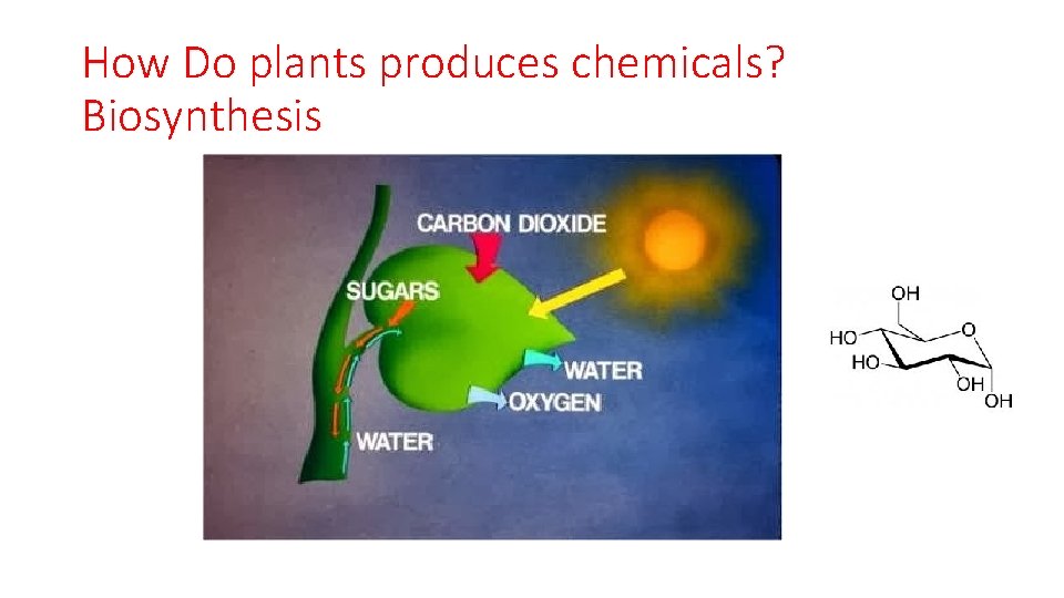 How Do plants produces chemicals? Biosynthesis 