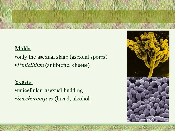 Molds • only the asexual stage (asexual spores) • Penicillium (antibiotic, cheese) Yeasts •