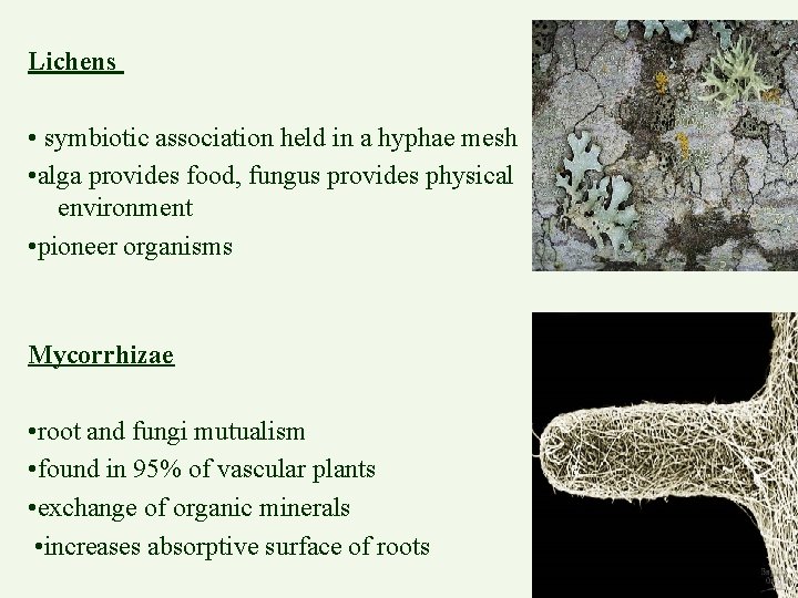 Lichens • symbiotic association held in a hyphae mesh • alga provides food, fungus