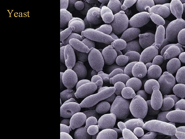 Yeast 