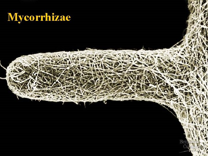 Mycorrhizae 
