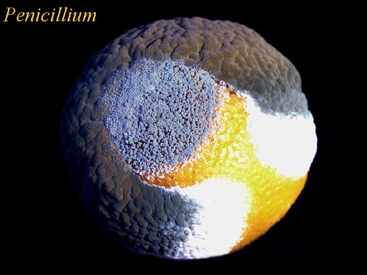 Penicillium 
