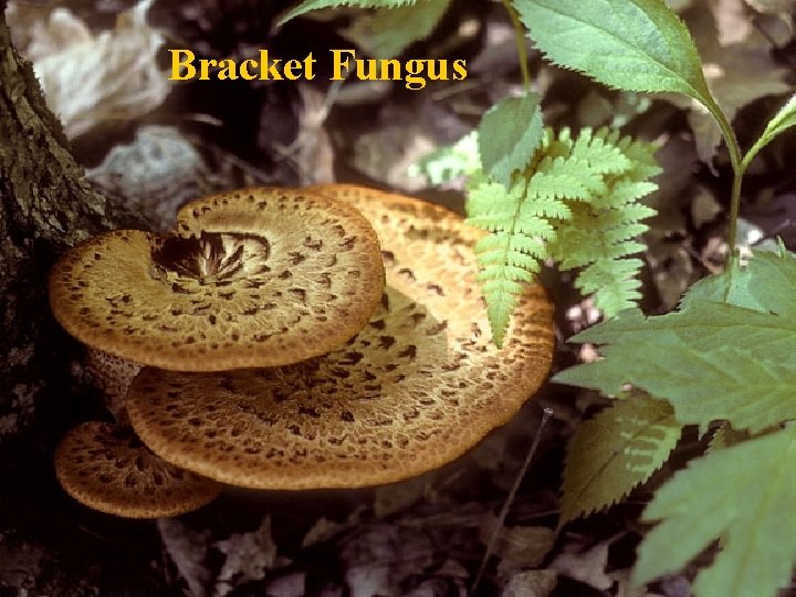 Bracket Fungus 