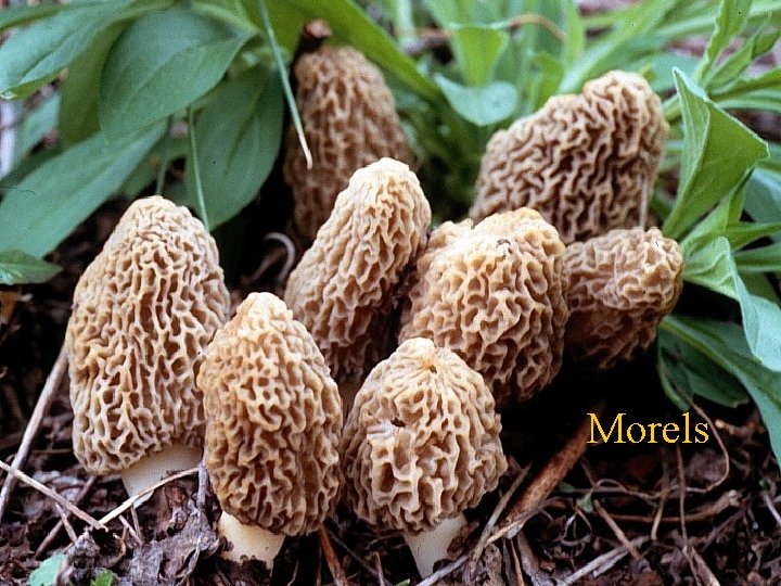 Morels 