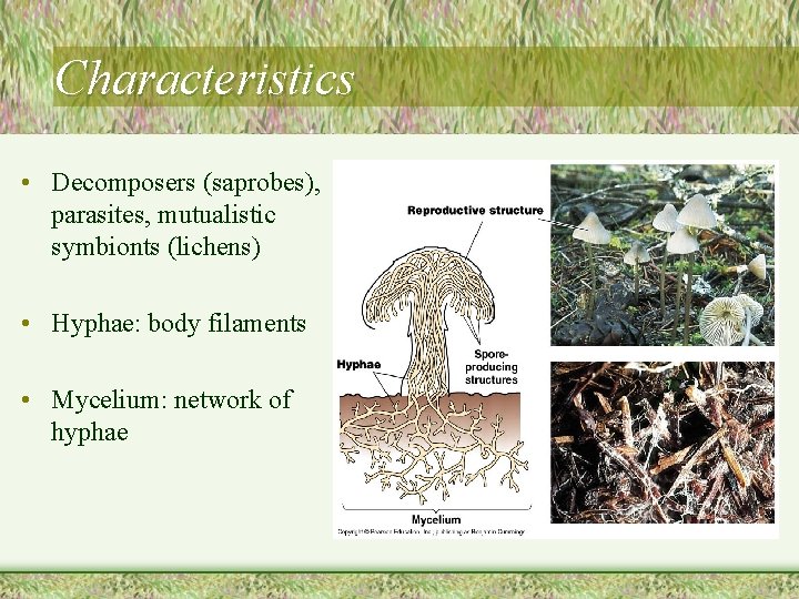 Characteristics • Decomposers (saprobes), parasites, mutualistic symbionts (lichens) • Hyphae: body filaments • Mycelium: