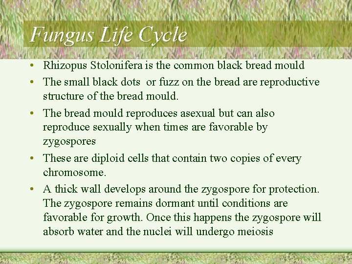 Fungus Life Cycle • Rhizopus Stolonifera is the common black bread mould • The