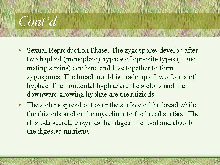 Cont’d • Sexual Reproduction Phase; The zygospores develop after two haploid (monoploid) hyphae of