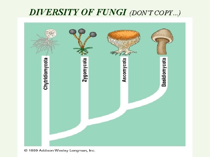DIVERSITY OF FUNGI (DON’T COPY…) 