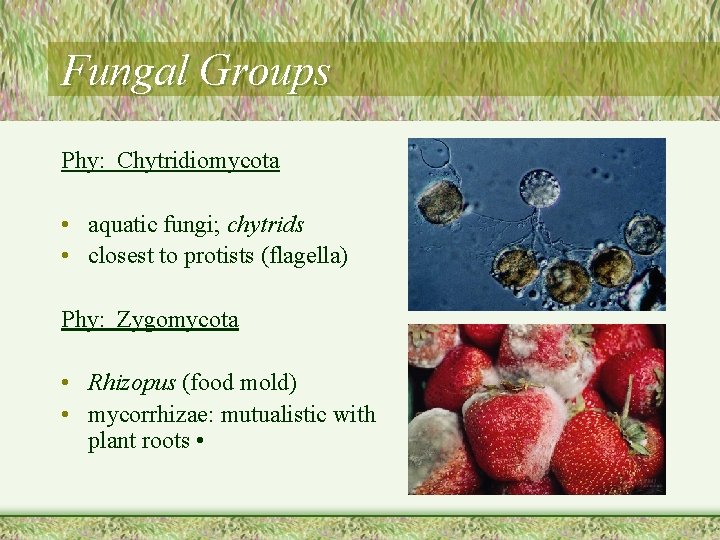 Fungal Groups Phy: Chytridiomycota • aquatic fungi; chytrids • closest to protists (flagella) Phy: