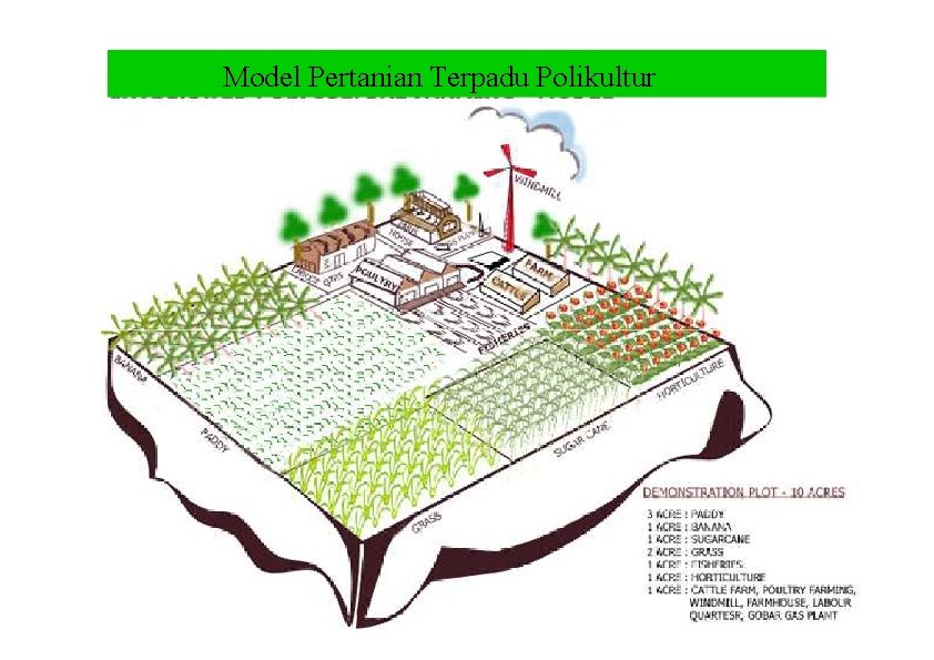 Model Pertanian Terpadu Polikultur 