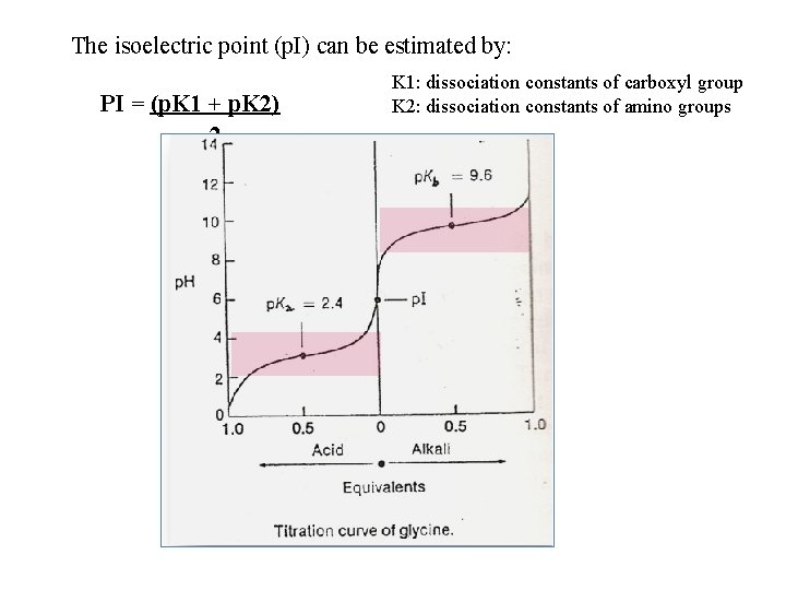 The isoelectric point (p. I) can be estimated by: PI = (p. K 1