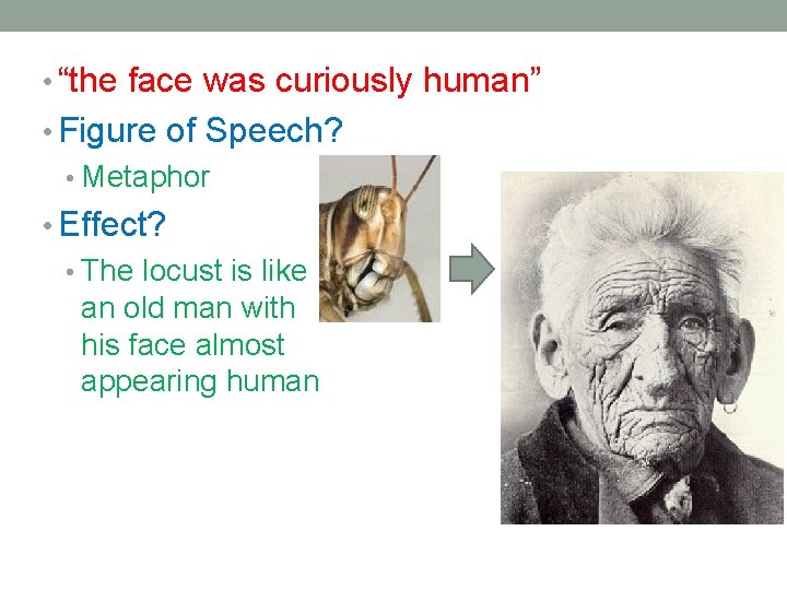  • “the face was curiously human” • Figure of Speech? • Metaphor •