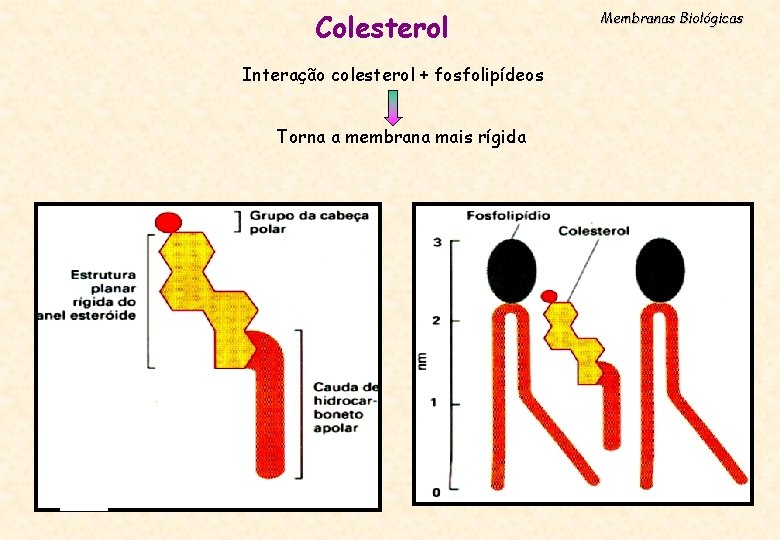 Colesterol Interação colesterol + fosfolipídeos Torna a membrana mais rígida Membranas Biológicas 