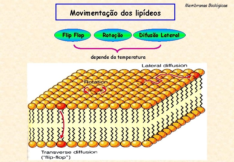 Movimentação dos lipídeos Flip Flop Rotação Difusão Lateral depende da temperatura Membranas Biológicas 