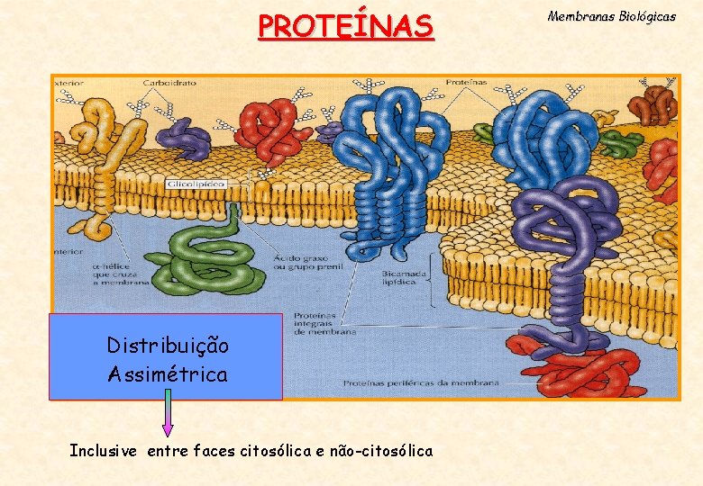 PROTEÍNAS Distribuição Assimétrica Inclusive entre faces citosólica e não-citosólica Membranas Biológicas 