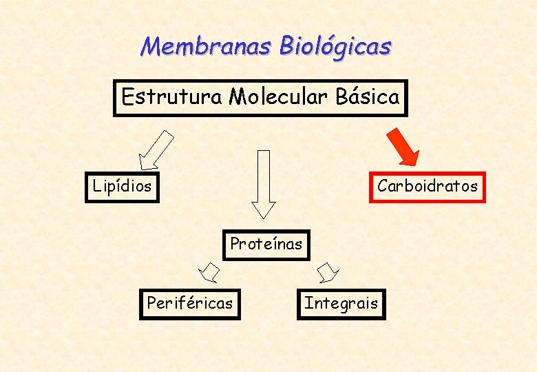 Membranas Biológicas Estrutura Molecular Básica Lipídios Carboidratos Proteínas Periféricas Integrais 