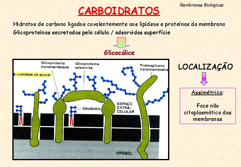 CARBOIDRATOS Membranas Biológicas Hidratos de carbono ligados covalentemente aos lipídeos e proteínas da membrana