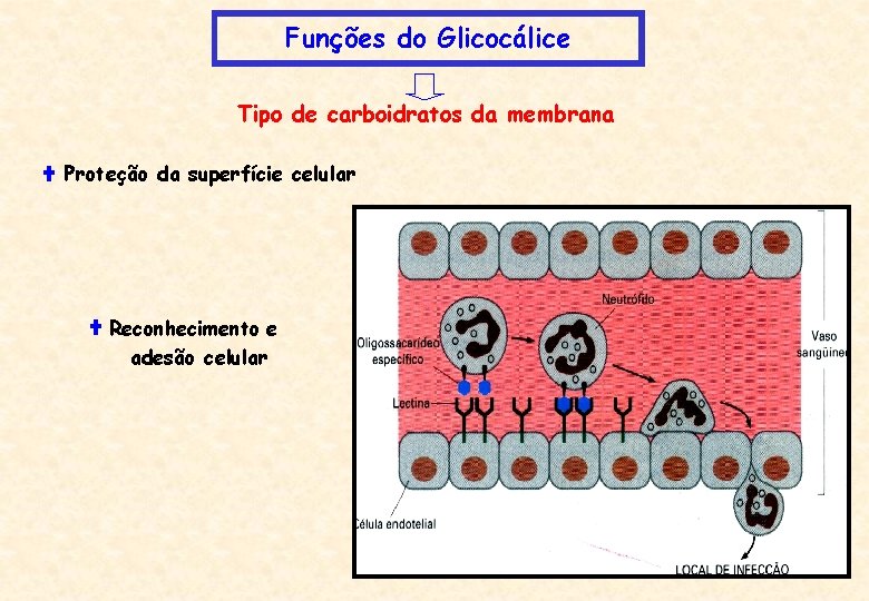 Funções do Glicocálice Tipo de carboidratos da membrana Proteção da superfície celular Reconhecimento e
