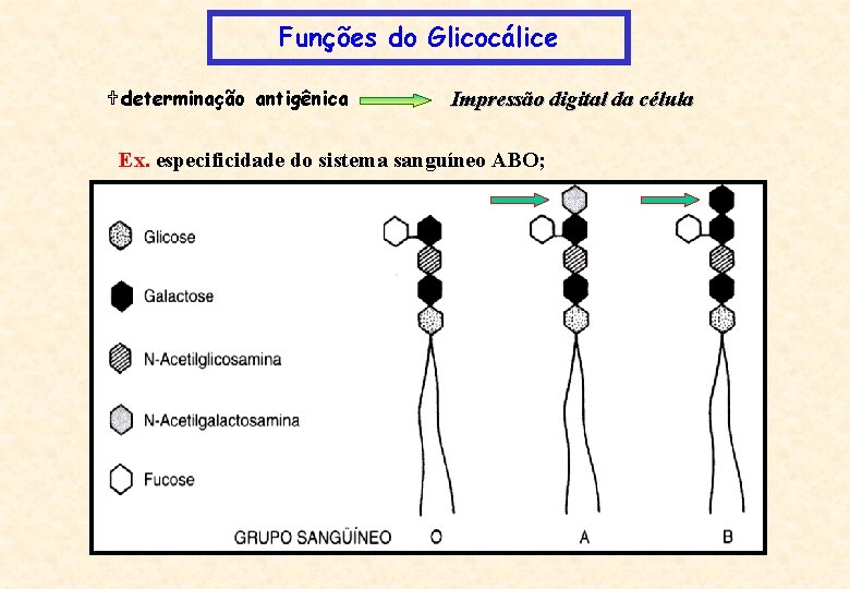 Funções do Glicocálice Udeterminação antigênica Impressão digital da célula Ex. especificidade do sistema sanguíneo