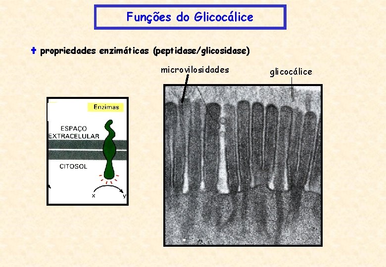 Funções do Glicocálice propriedades enzimáticas (peptidase/glicosidase) microvilosidades glicocálice 