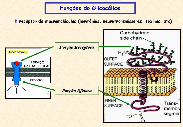 Funções do Glicocálice receptor de macromoléculas (hormônios, neurotransmissores, toxinas, etc) Porção Receptora Porção Efetora