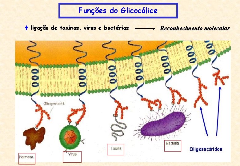 Funções do Glicocálice ligação de toxinas, vírus e bactérias Reconhecimento molecular 
