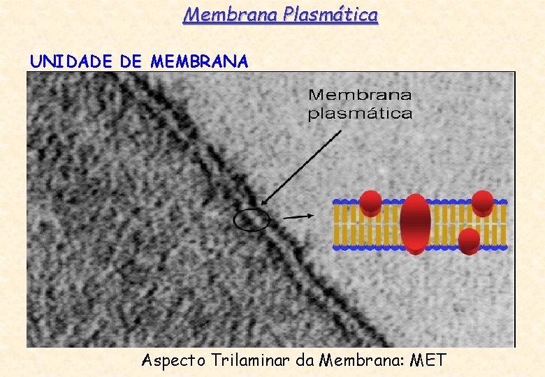 Membrana Plasmática UNIDADE DE MEMBRANA Aspecto Trilaminar da Membrana: MET 