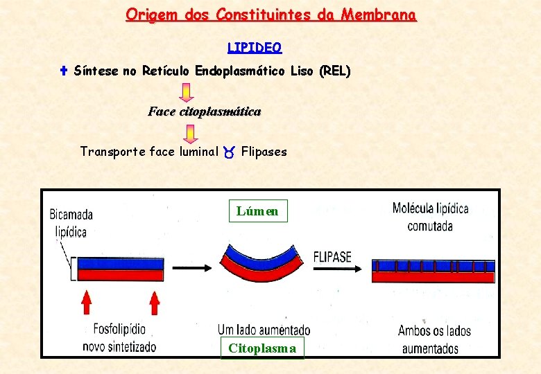 Origem dos Constituintes da Membrana LIPIDEO Síntese no Retículo Endoplasmático Liso (REL) Face citoplasmática