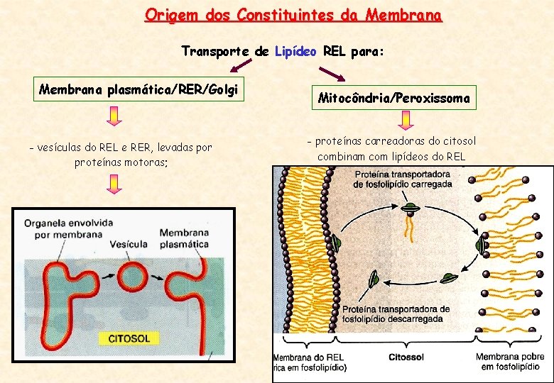 Origem dos Constituintes da Membrana Transporte de Lipídeo REL para: Membrana plasmática/RER/Golgi - vesículas