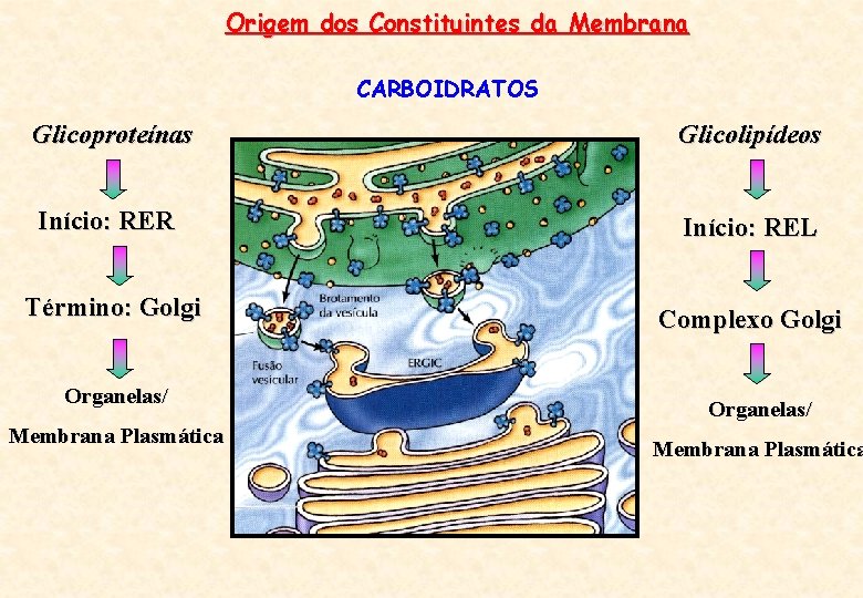 Origem dos Constituintes da Membrana CARBOIDRATOS Glicoproteínas Glicolipídeos Início: RER Início: REL Término: Golgi