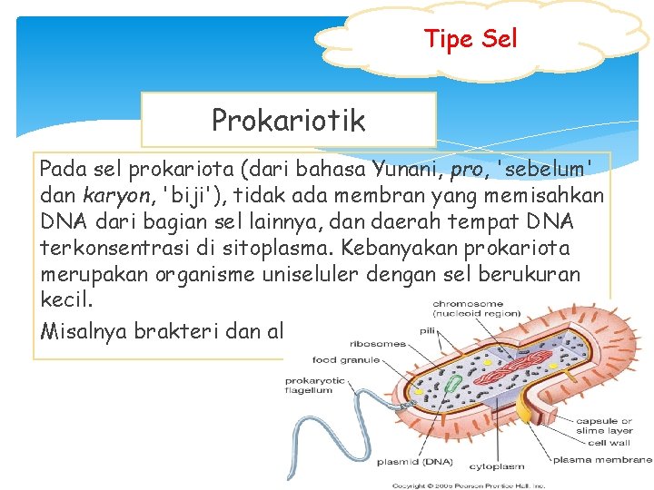 Tipe Sel Prokariotik Pada sel prokariota (dari bahasa Yunani, pro, 'sebelum' dan karyon, 'biji'),