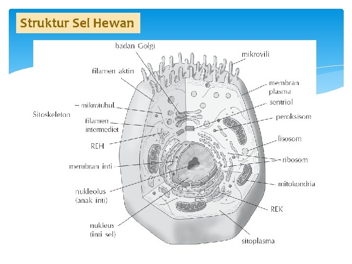 Struktur Sel Hewan 
