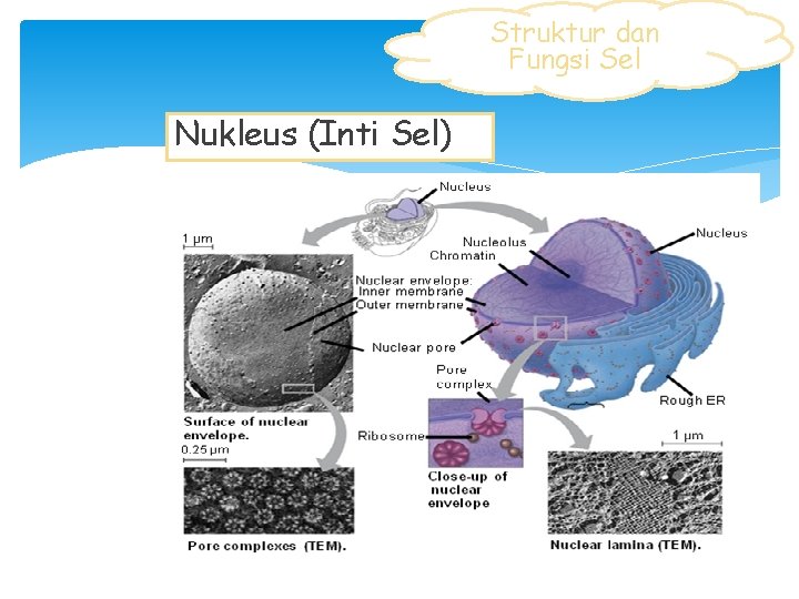 Struktur dan Fungsi Sel Nukleus (Inti Sel) 