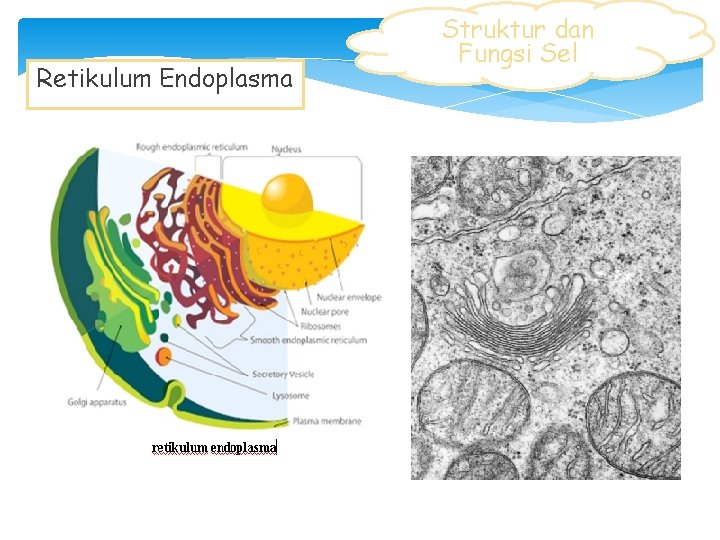 Retikulum Endoplasma Struktur dan Fungsi Sel 