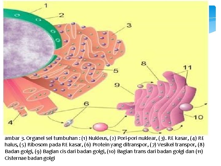 ambar 3. Organel sel tumbuhan : (1) Nukleus, (2) Pori-pori nuklear, (3). RE kasar,