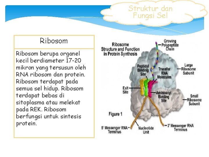 Struktur dan Fungsi Sel Ribosom berupa organel kecil berdiameter 17 -20 mikron yang tersusun