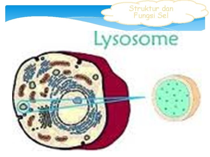 Struktur dan Fungsi Sel 