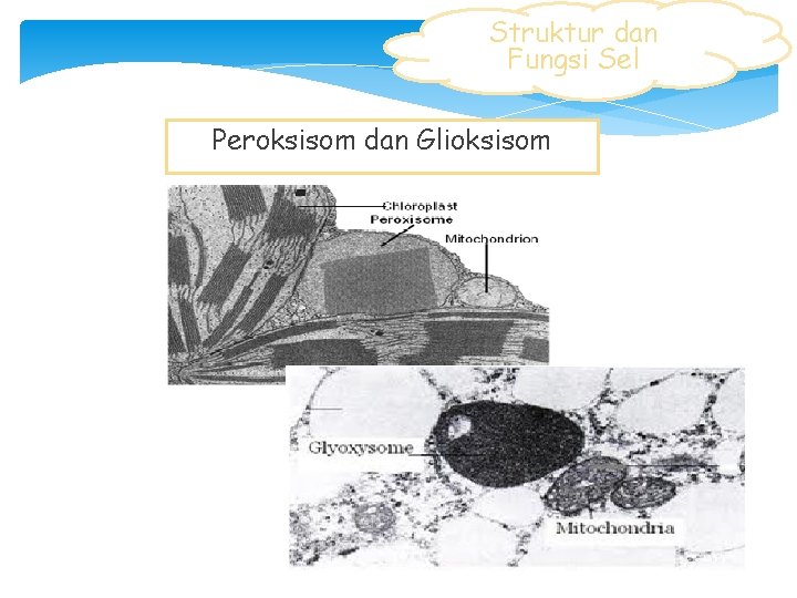 Struktur dan Fungsi Sel Peroksisom dan Glioksisom 