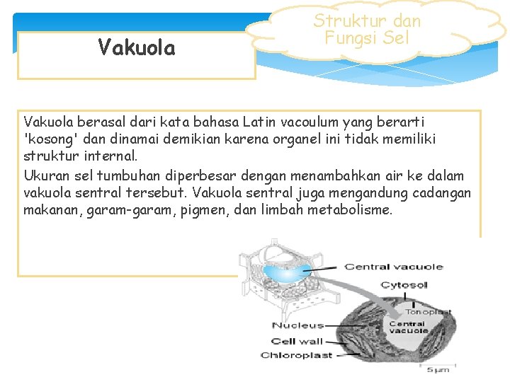 Vakuola Struktur dan Fungsi Sel Vakuola berasal dari kata bahasa Latin vacoulum yang berarti