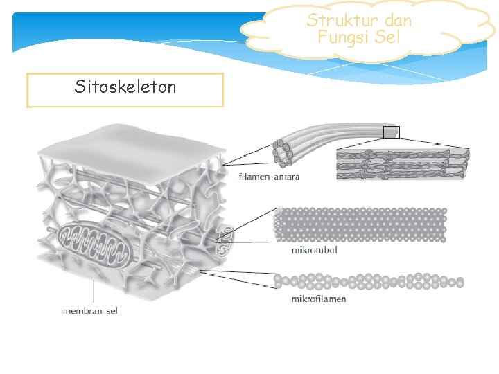 Struktur dan Fungsi Sel Sitoskeleton 