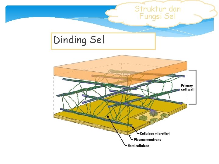 Struktur dan Fungsi Sel Dinding Sel 