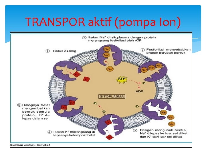 TRANSPOR aktif (pompa Ion) 