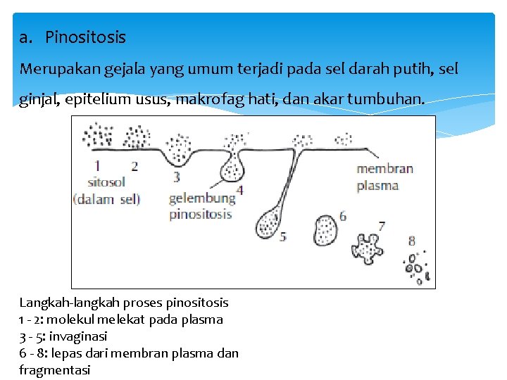 a. Pinositosis Merupakan gejala yang umum terjadi pada sel darah putih, sel ginjal, epitelium