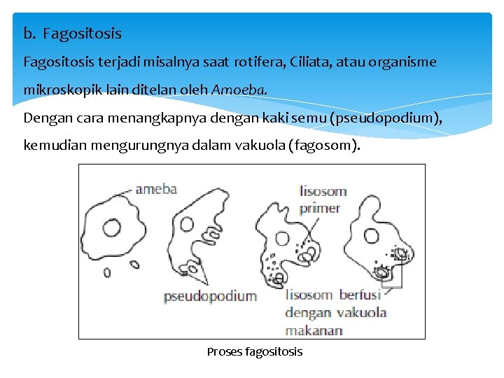 b. Fagositosis terjadi misalnya saat rotifera, Ciliata, atau organisme mikroskopik lain ditelan oleh Amoeba.